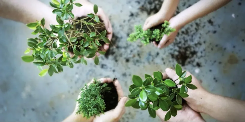 Affordable residential landscaping for beautiful yards across Coral Springs, FL - NXT Level Landscaping & Grounds Maintenance