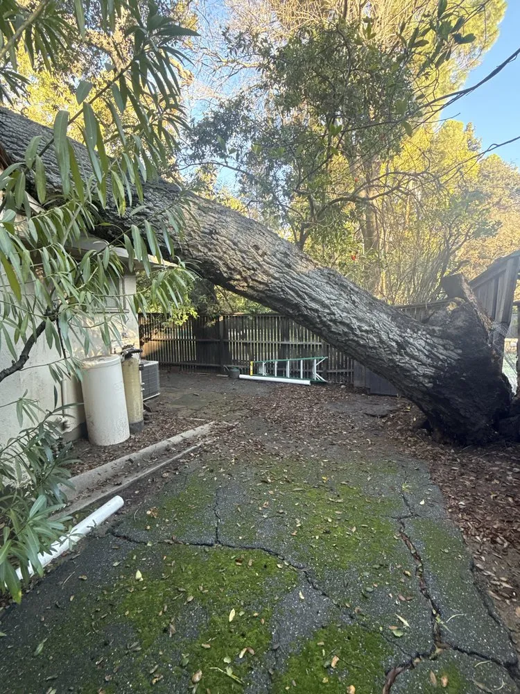 Expert landscape design in Monrovia, CA - Nxttre Landscape And Tree Care