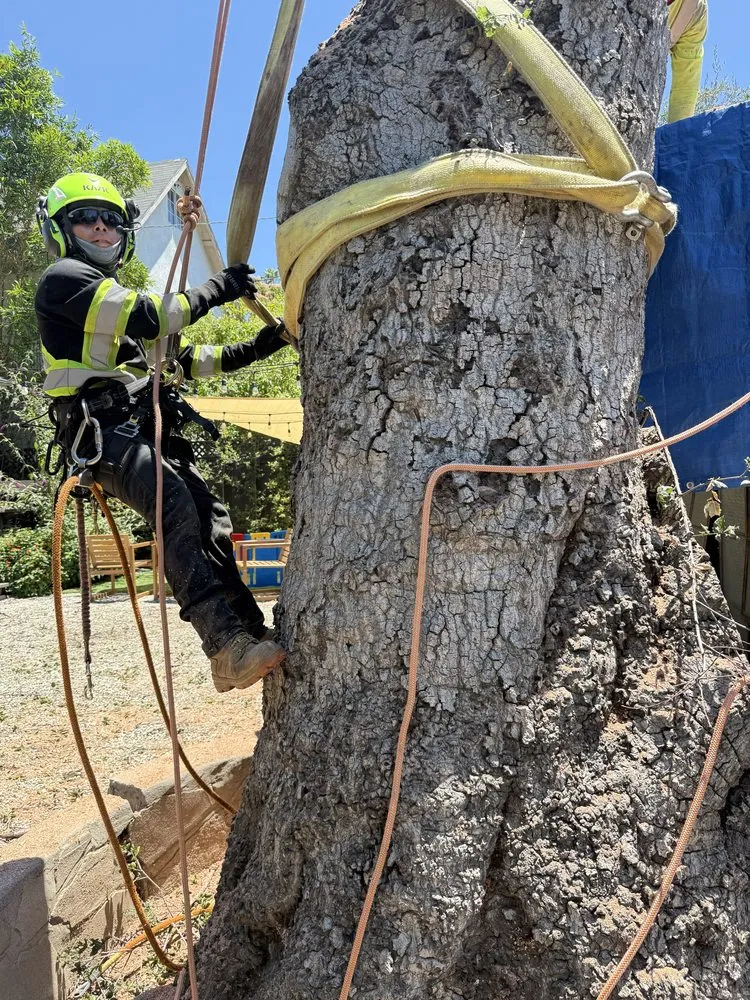 Professional landscape design for year-round maintenance in Monrovia, CA by Nxttre Landscape And Tree Care
