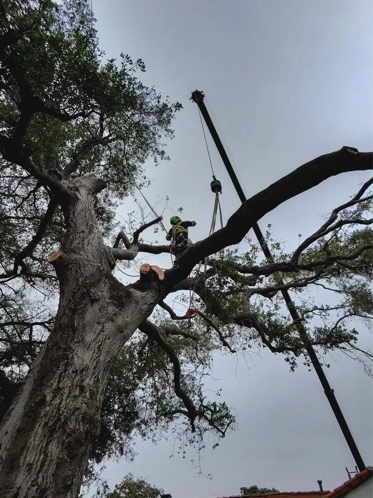 Reliable landscape installation in Monrovia, CA by Nxttre Landscape And Tree Care