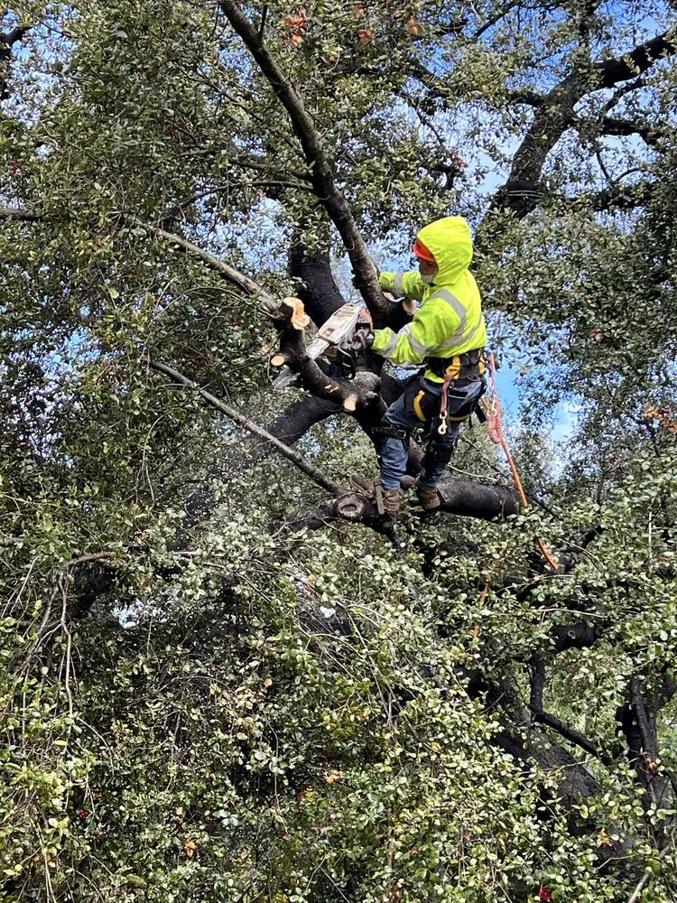 Reliable lawn mowing service experts serving Monrovia, CA - Nxttre Landscape And Tree Care