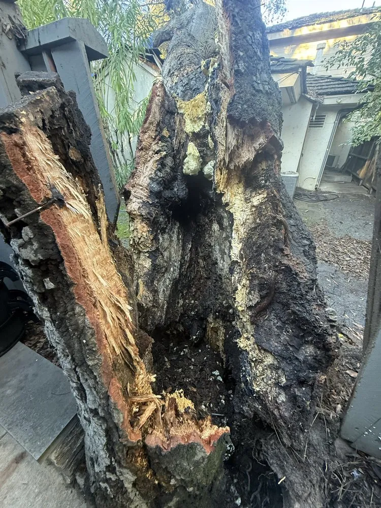 Custom lawn mowing service in Monrovia, CA by Nxttre Landscape And Tree Care