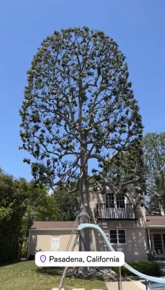 Top-rated lawn mowing service in Monrovia, CA by Nxttre Landscape And Tree Care