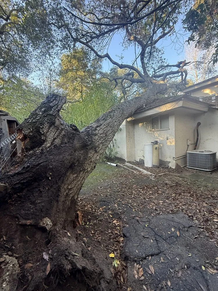 Affordable yard cleanup service experts serving Monrovia, CA - Nxttre Landscape And Tree Care