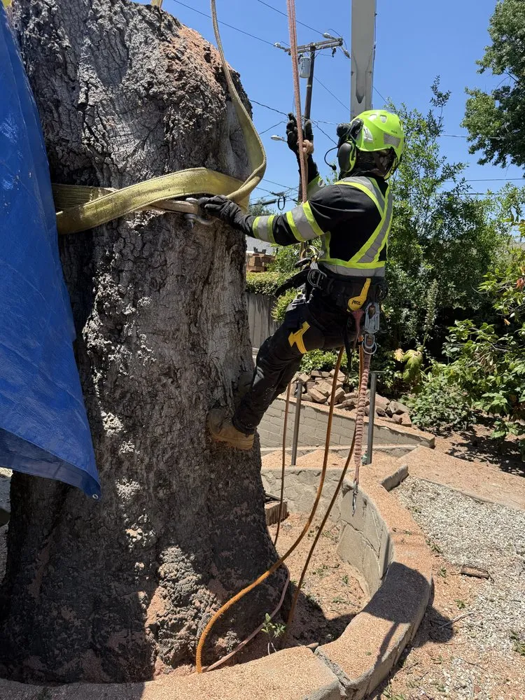 Professional outdoor landscaping for year-round maintenance in Monrovia, CA by Nxttre Landscape And Tree Care