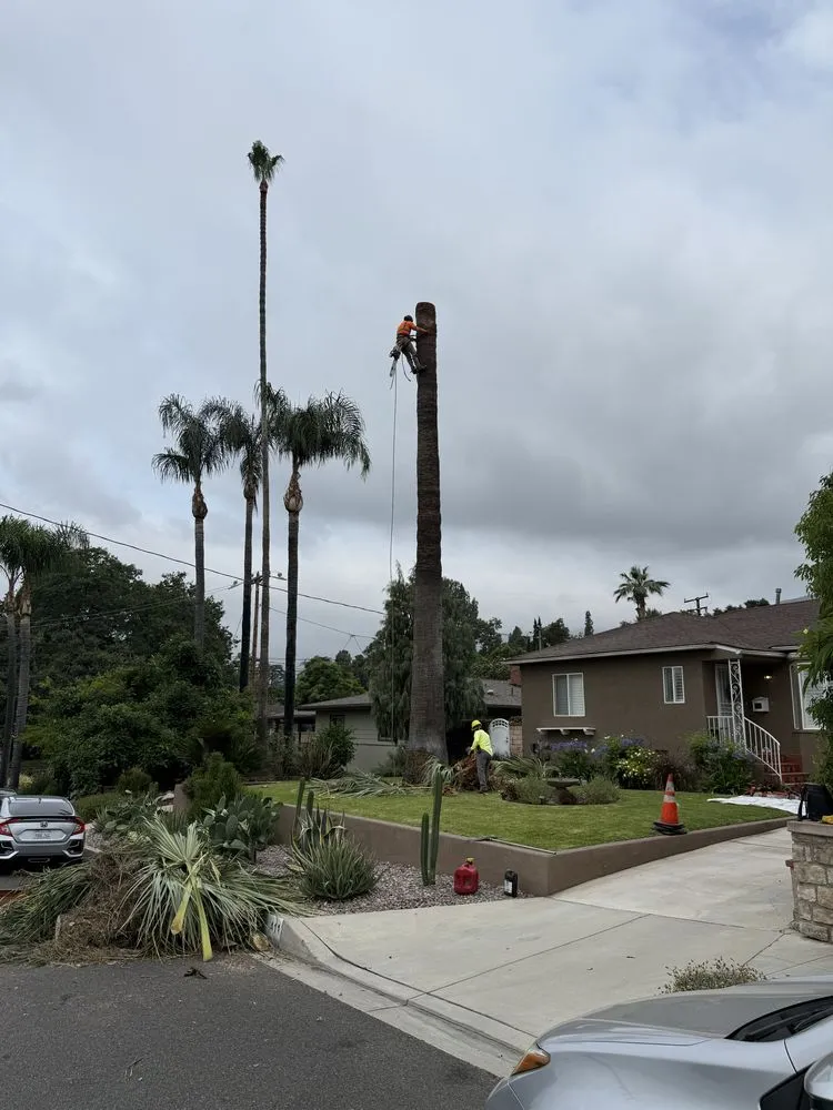 Top-rated lawn mowing service for year-round maintenance across Monrovia, CA - Nxttre Landscape And Tree Care