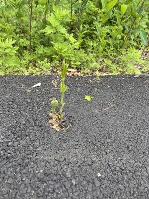 NY Property Care