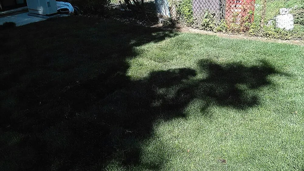 Top-rated landscape design experts serving New York, NY - NYC Grass