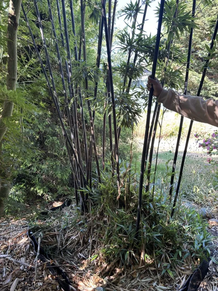 Trusted landscape design in Seattle, WA by Nyen Landscape