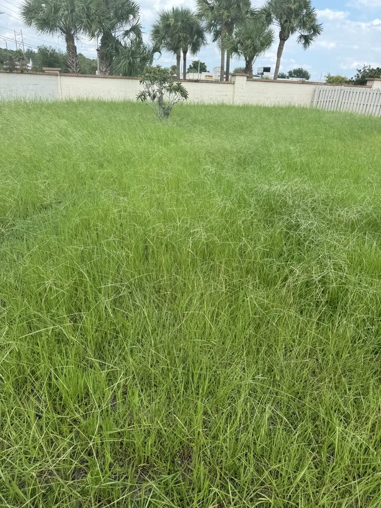 Reliable residential landscaping experts serving Kissimmee, FL - NYS Good Cleaning