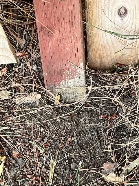 Professional landscape installation for outdoor upgrades across Yucaipa, CA - O & R Landscaping