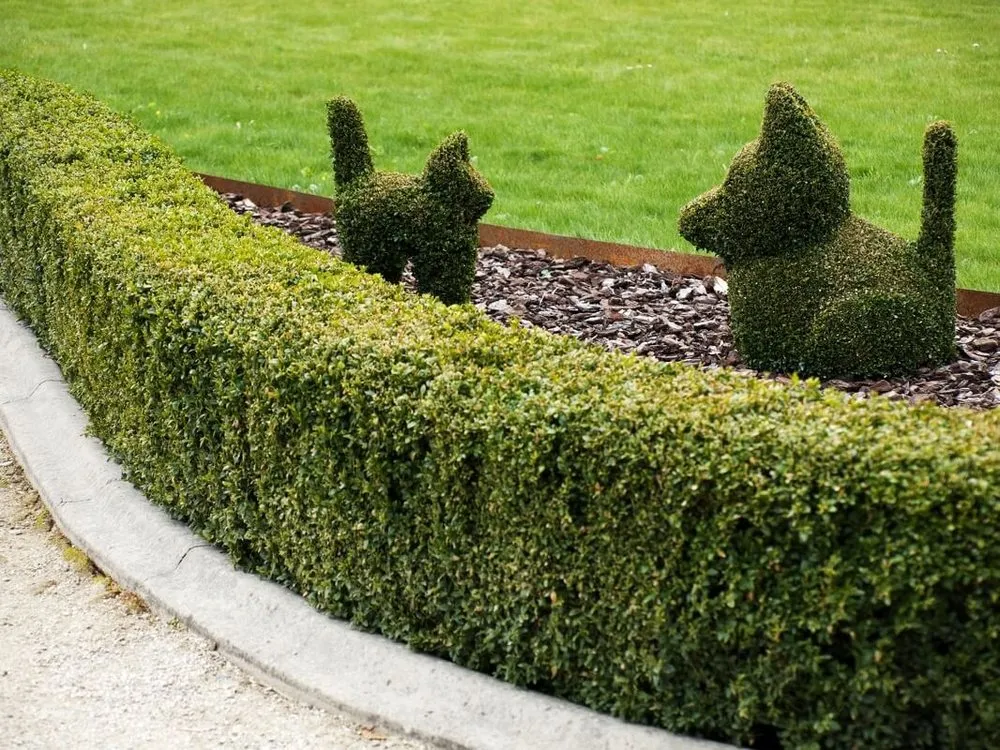 Expert lawn mowing service for residential properties in Santa Cruz, CA by O. Chavez's Landscaping