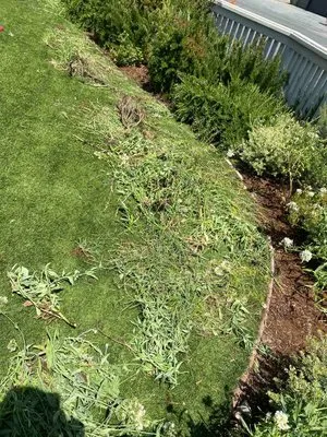 O. Chavez's Landscaping Logo