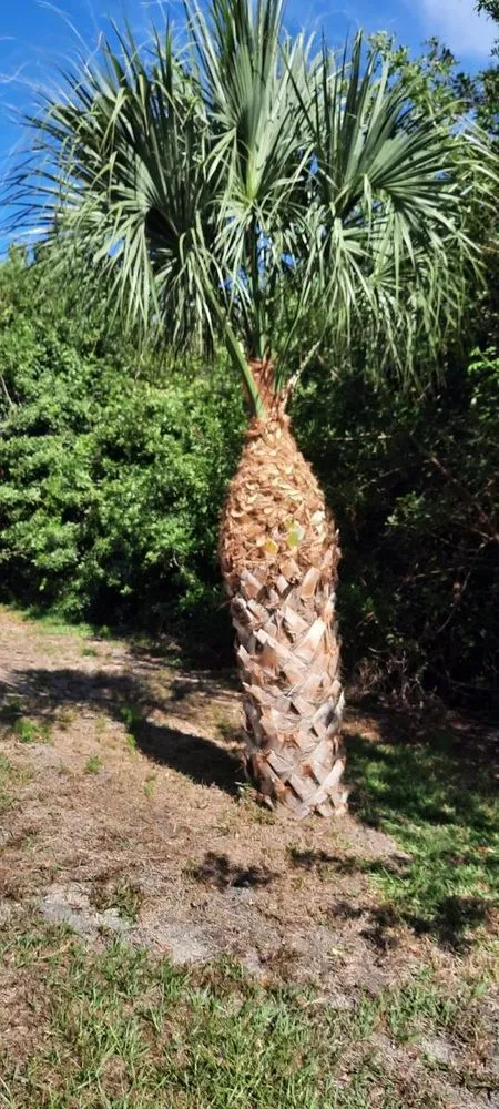 Custom landscape installation in North Port, FL by O Donnell's Landscaping