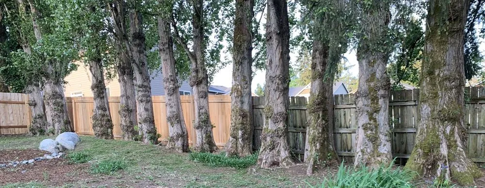 Trusted landscaping services in Lynnwood, WA by O& E Landscaping Services