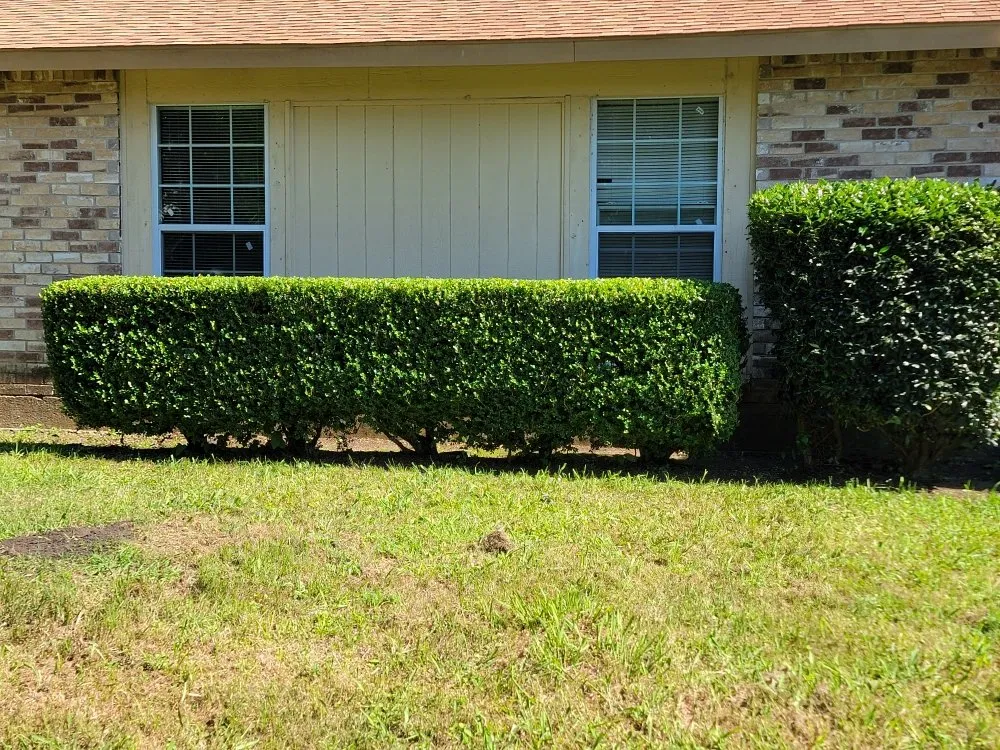 Trusted yard cleanup service for year-round maintenance across Richardson, TX - O M W Landscaping