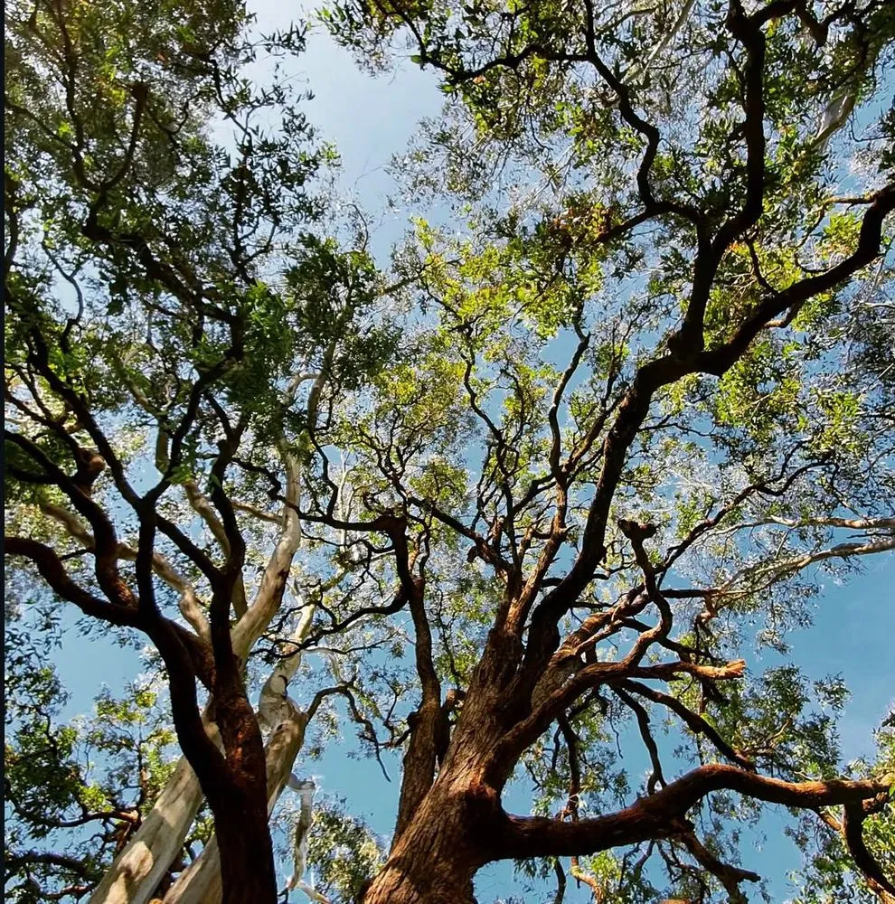 Top-rated lawn mowing service experts serving Houston, TX - O Scapes