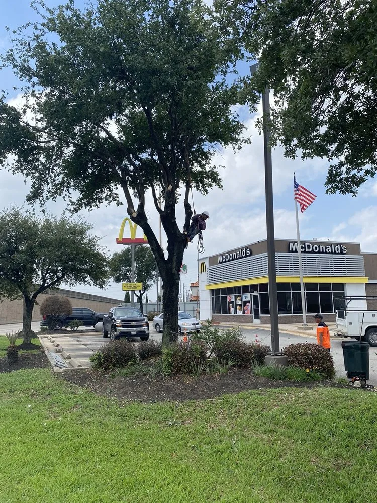 Expert yard cleanup service in Houston, TX by O Scapes