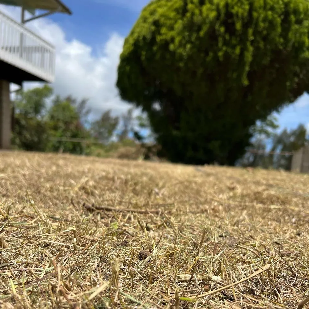 Affordable lawn care service for year-round maintenance across Kapolei, HI - Oahu Complete Yard Service