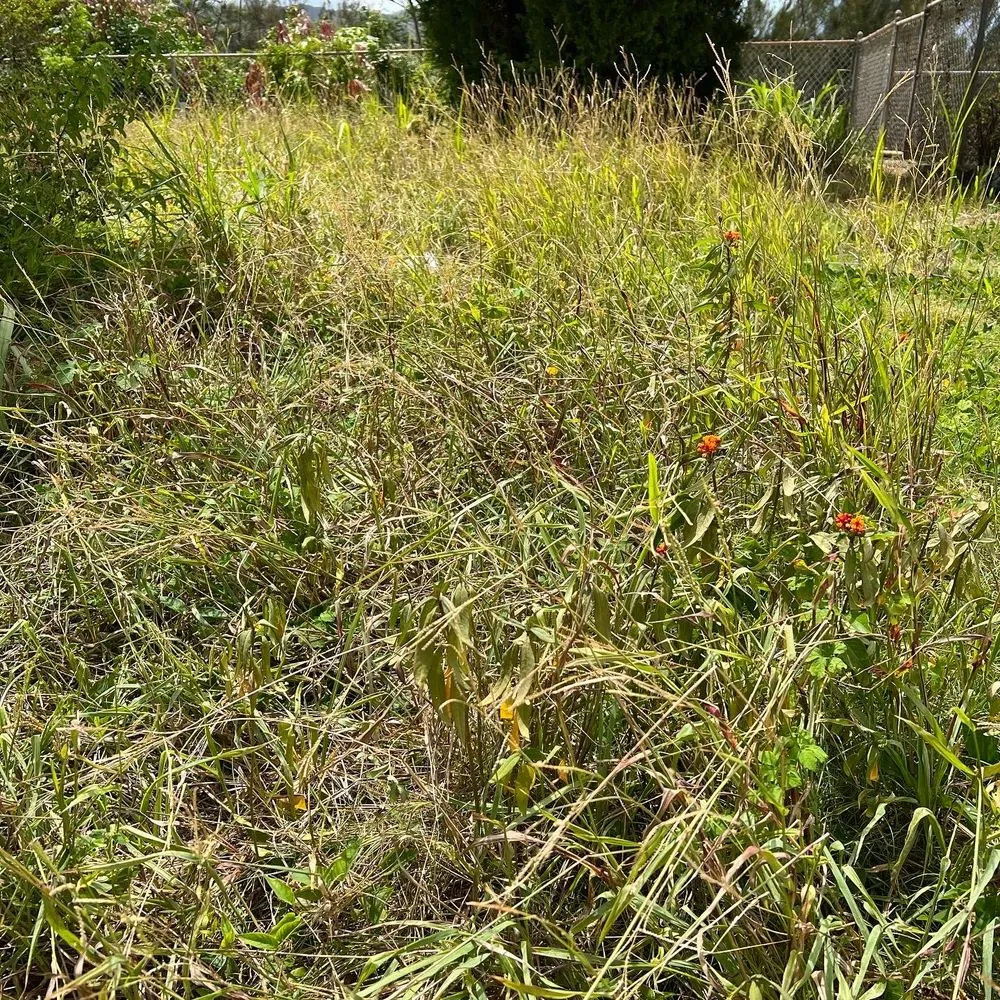 Reliable yard cleanup service in Kapolei, HI by Oahu Complete Yard Service