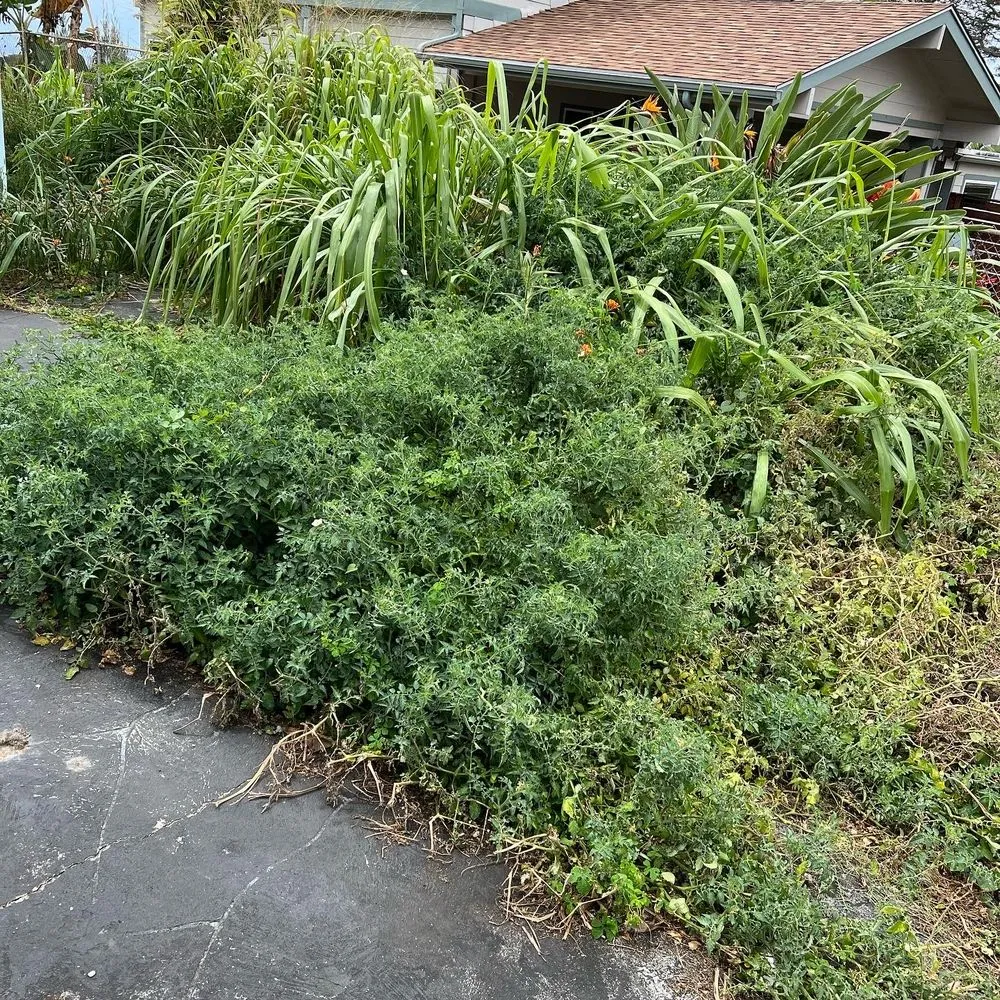 Top-rated yard maintenance in Kapolei, HI - Oahu Complete Yard Service