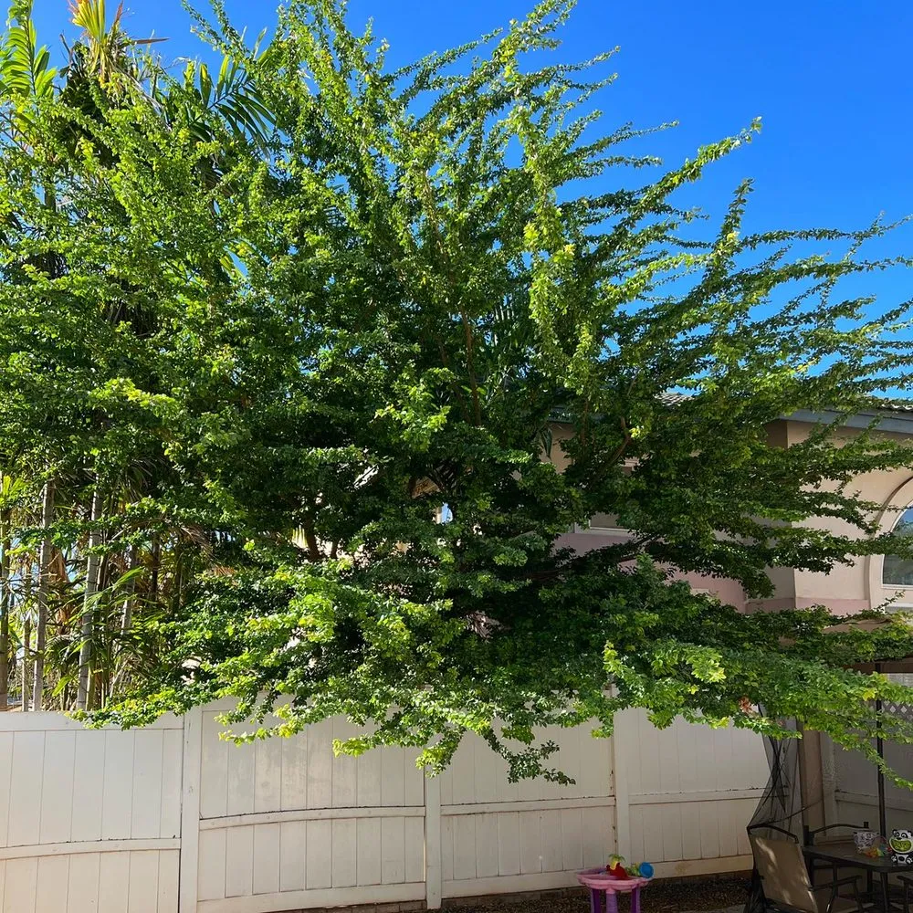 Local landscape installation in Kapolei, HI - Oahu Complete Yard Service