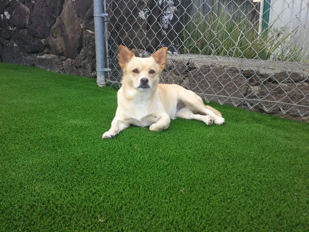 Local yard cleanup service for outdoor upgrades in Waimanalo, HI by Oahu Grass Company