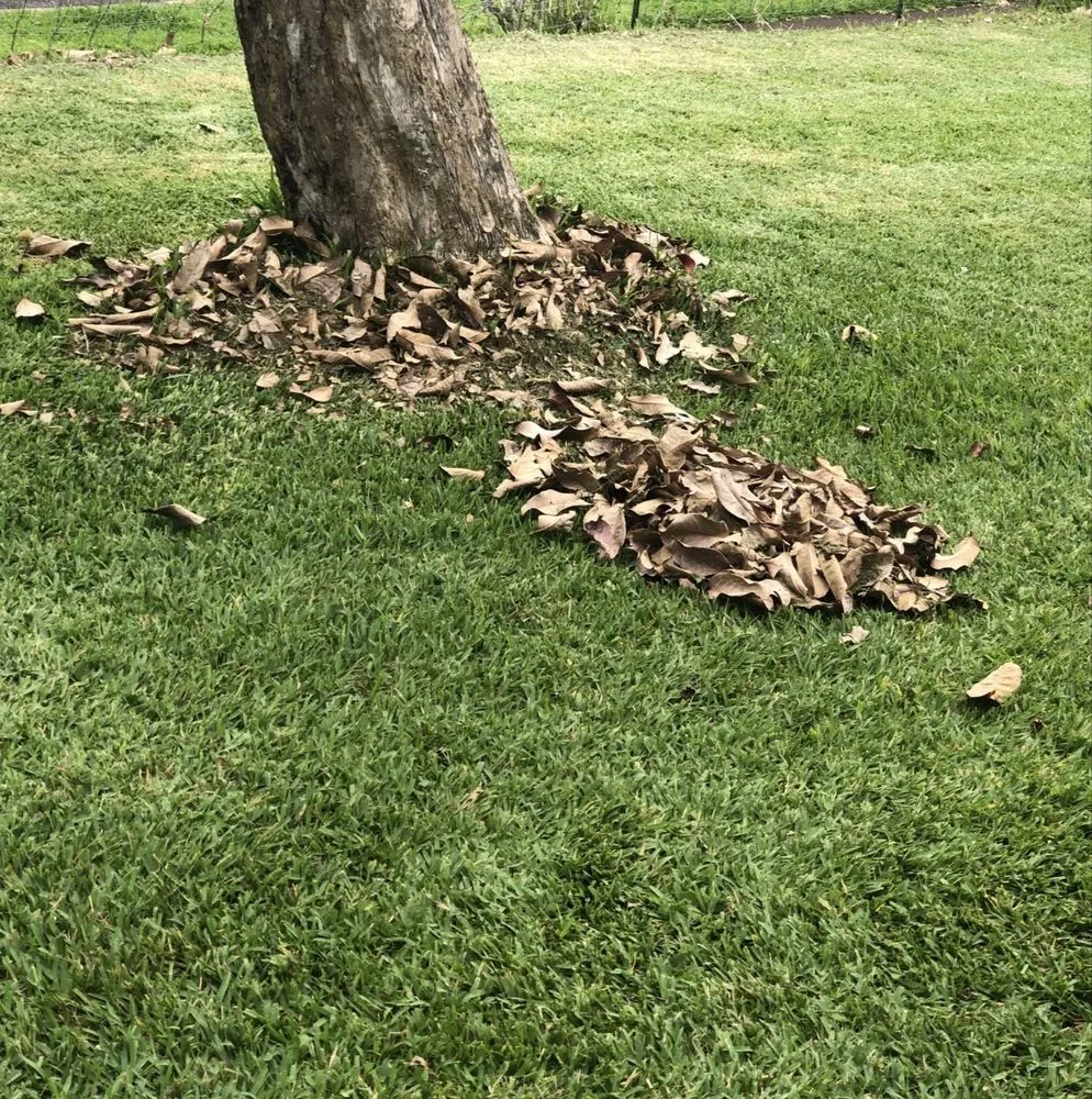 Custom garden landscaping in Wahiawa, HI - Oahu Lawn Service