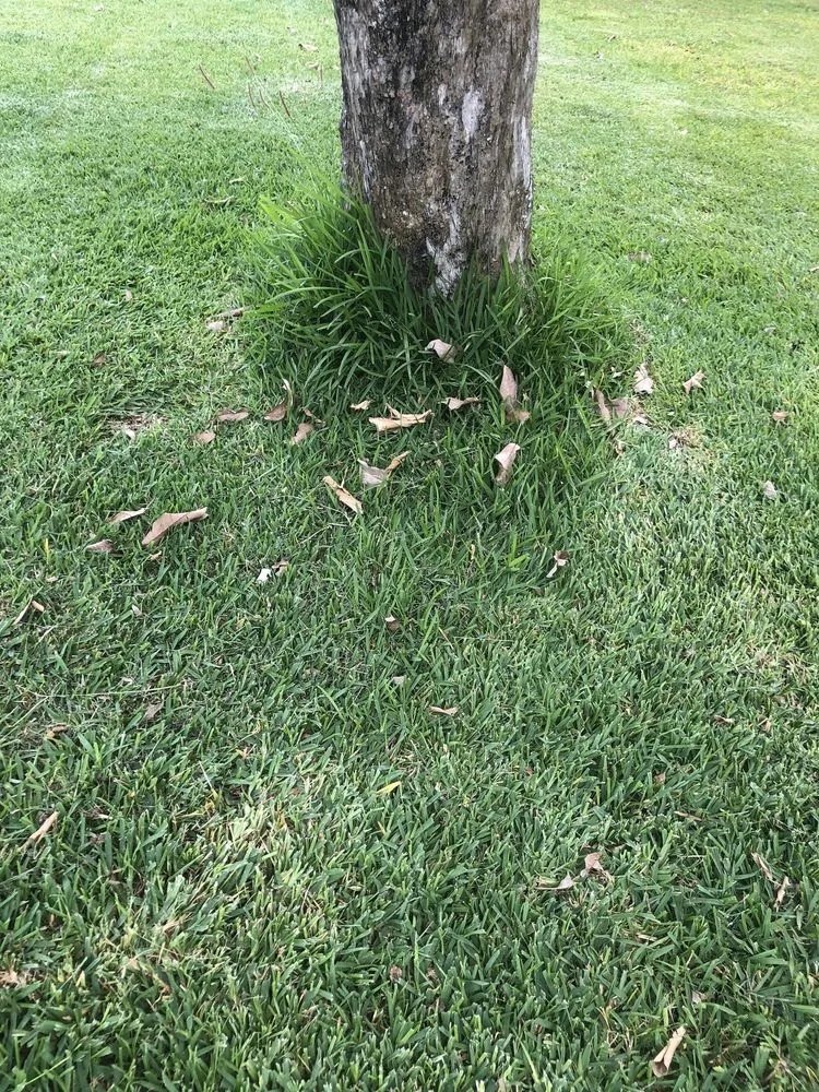 Professional lawn care service in Wahiawa, HI - Oahu Lawn Service