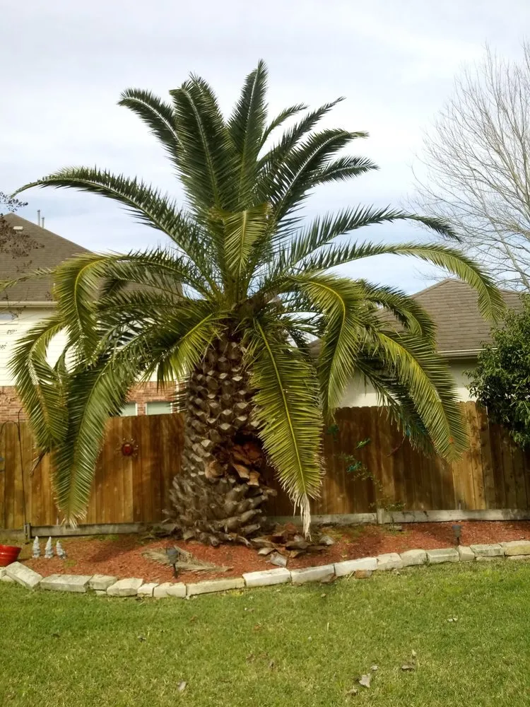 Custom yard cleanup service for residential properties across Humble, TX - Oak & Stone Landscapes