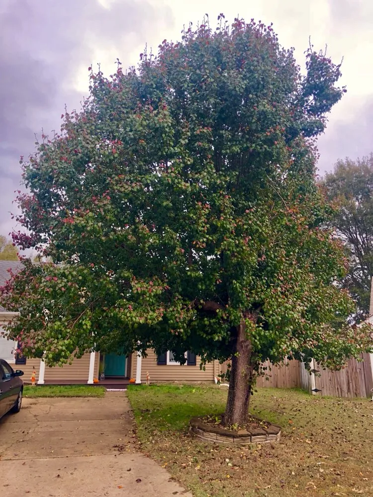 Affordable yard cleanup service in Virginia Beach, VA - Oak and Iron Tree