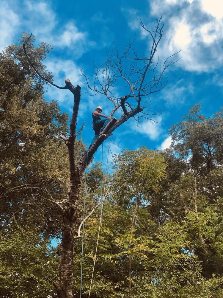 Professional outdoor landscaping for outdoor upgrades across Virginia Beach, VA - Oak and Iron Tree