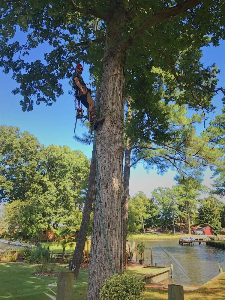Affordable residential landscaping for beautiful yards across Virginia Beach, VA - Oak and Iron Tree