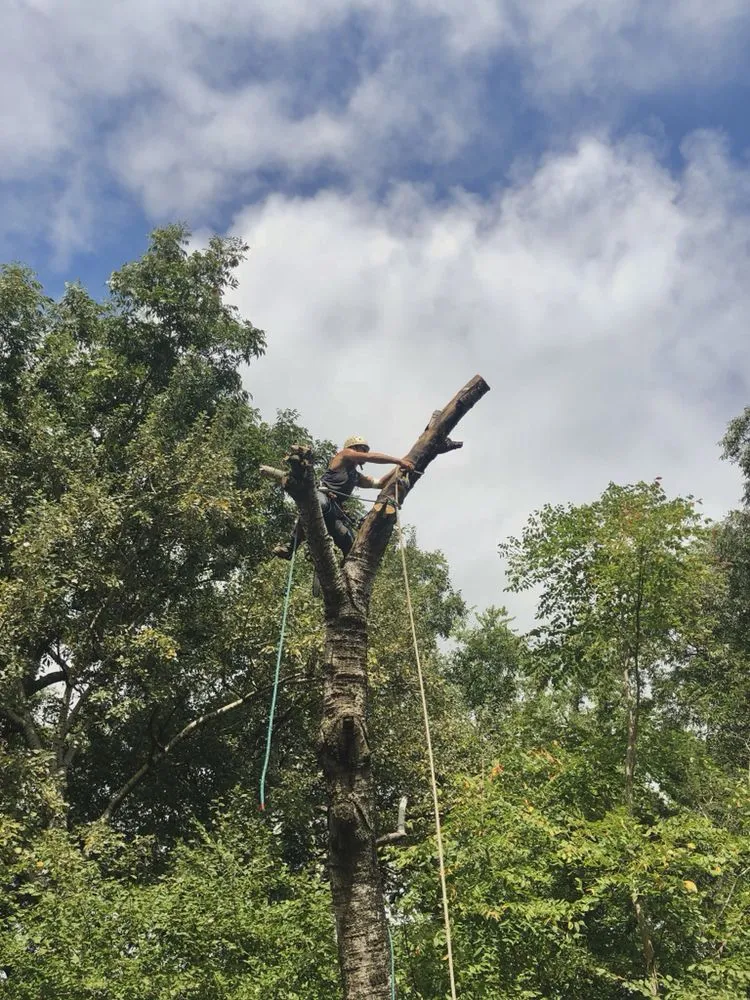 Custom landscaping services for year-round maintenance across Virginia Beach, VA - Oak and Iron Tree