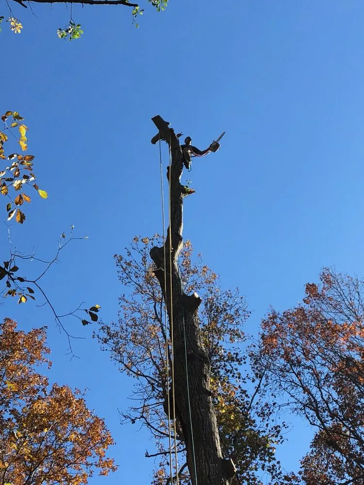 Custom lawn mowing service experts serving Virginia Beach, VA - Oak and Iron Tree