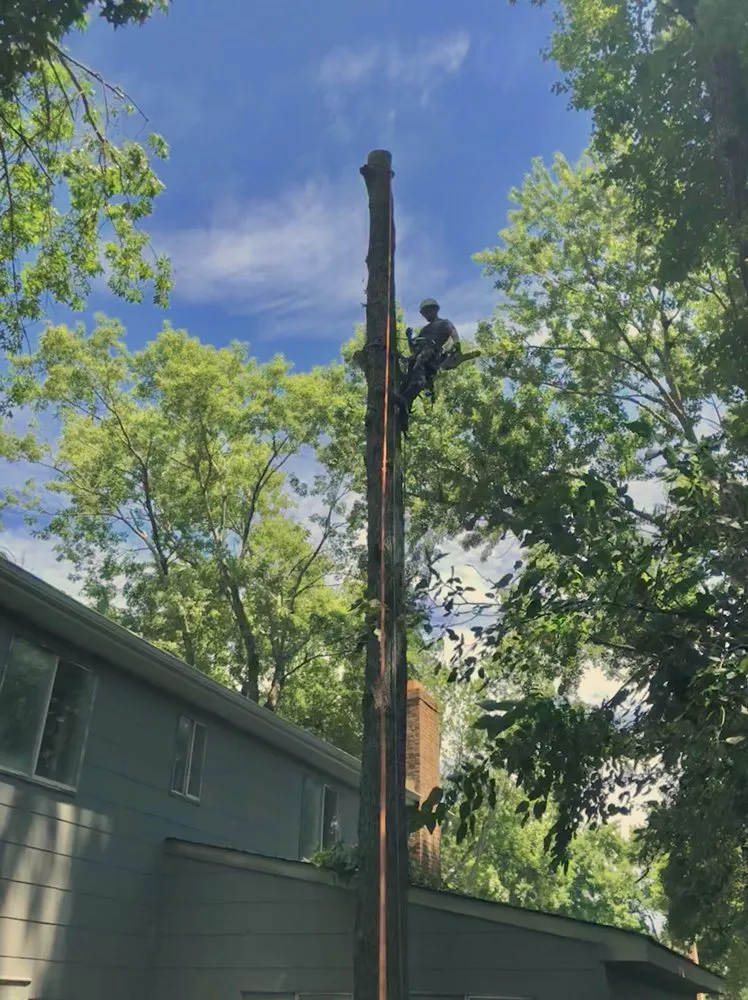 Reliable yard cleanup service in Virginia Beach, VA - Oak and Iron Tree