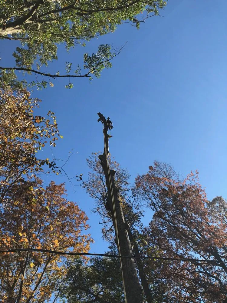 Trusted lawn care service with custom design across Virginia Beach, VA - Oak and Iron Tree