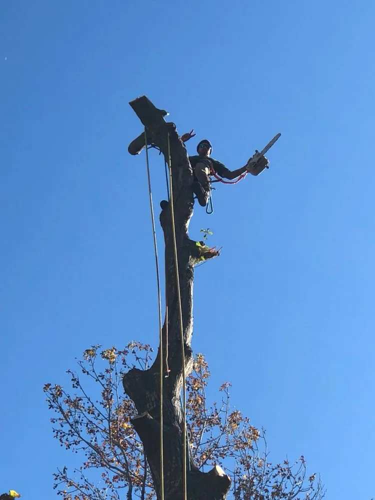 Top-rated outdoor landscaping in Virginia Beach, VA - Oak and Iron Tree