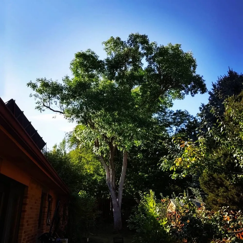 Local landscape installation experts serving Loveland, CO - Oak Arbor Care