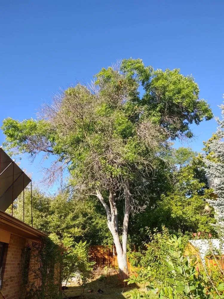 Local landscaping services experts serving Loveland, CO - Oak Arbor Care