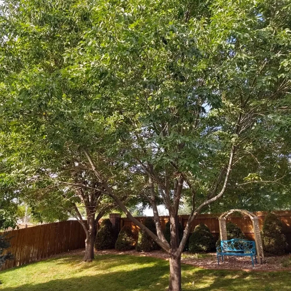 Reliable landscape installation with custom design across Loveland, CO - Oak Arbor Care