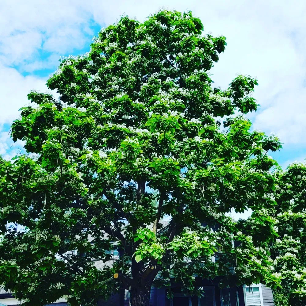 Expert lawn mowing service experts serving Loveland, CO - Oak Arbor Care