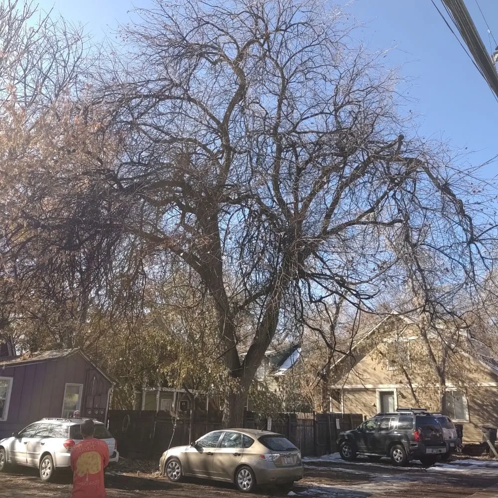 Professional landscape installation for year-round maintenance across Loveland, CO - Oak Arbor Care
