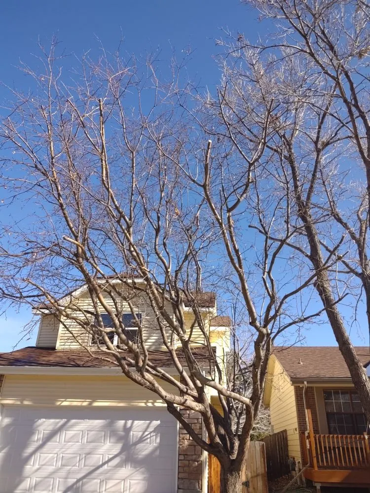 Local yard maintenance for year-round maintenance across Loveland, CO - Oak Arbor Care