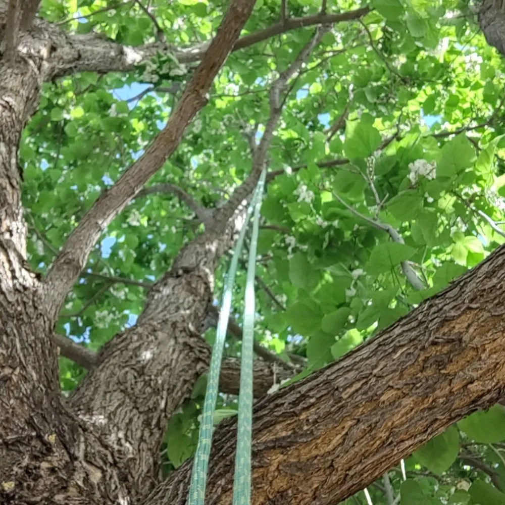 Expert landscape design with custom design across Loveland, CO - Oak Arbor Care