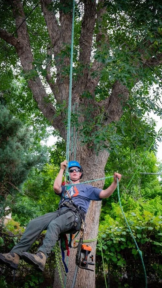 Top-rated lawn mowing service near you in Loveland, CO by Oak Arbor Care