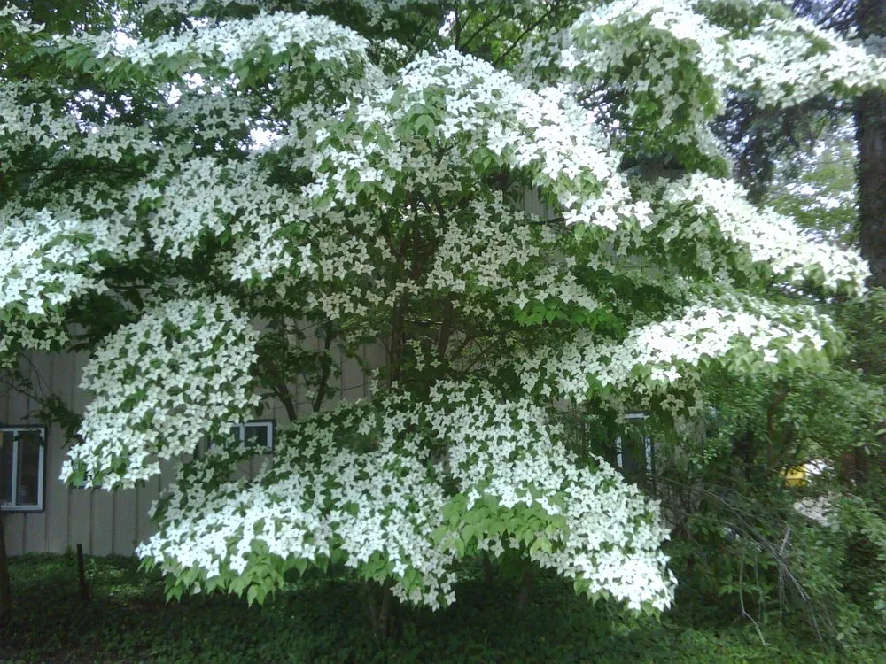 Affordable landscape installation for year-round maintenance in Ann Arbor, MI by Oak Arbor Company