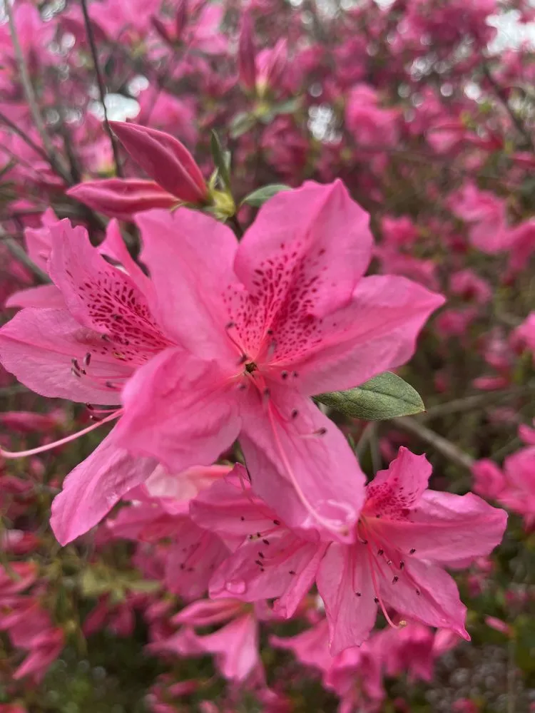 Top-rated lawn care service in Dunwoody, GA - Oak Avenue Landscaping