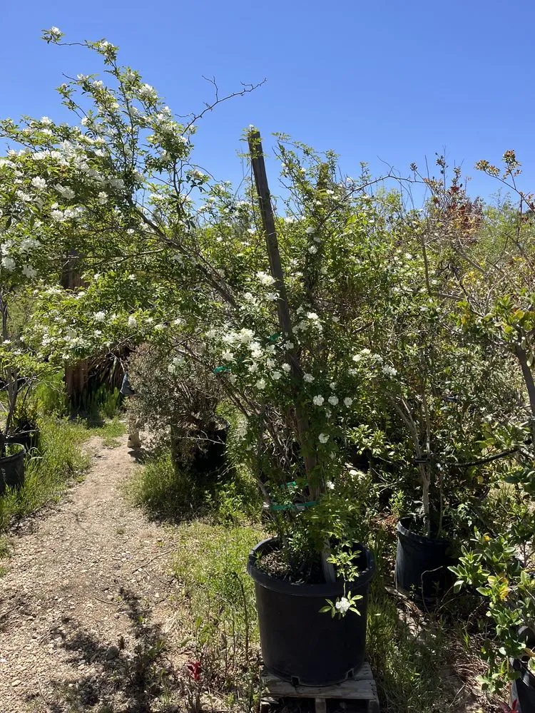 Professional residential landscaping for year-round maintenance in Oak Hills, CA by Oak Hills Nursery