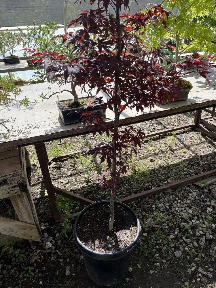 Trusted lawn care service near you across Oak Hills, CA - Oak Hills Nursery